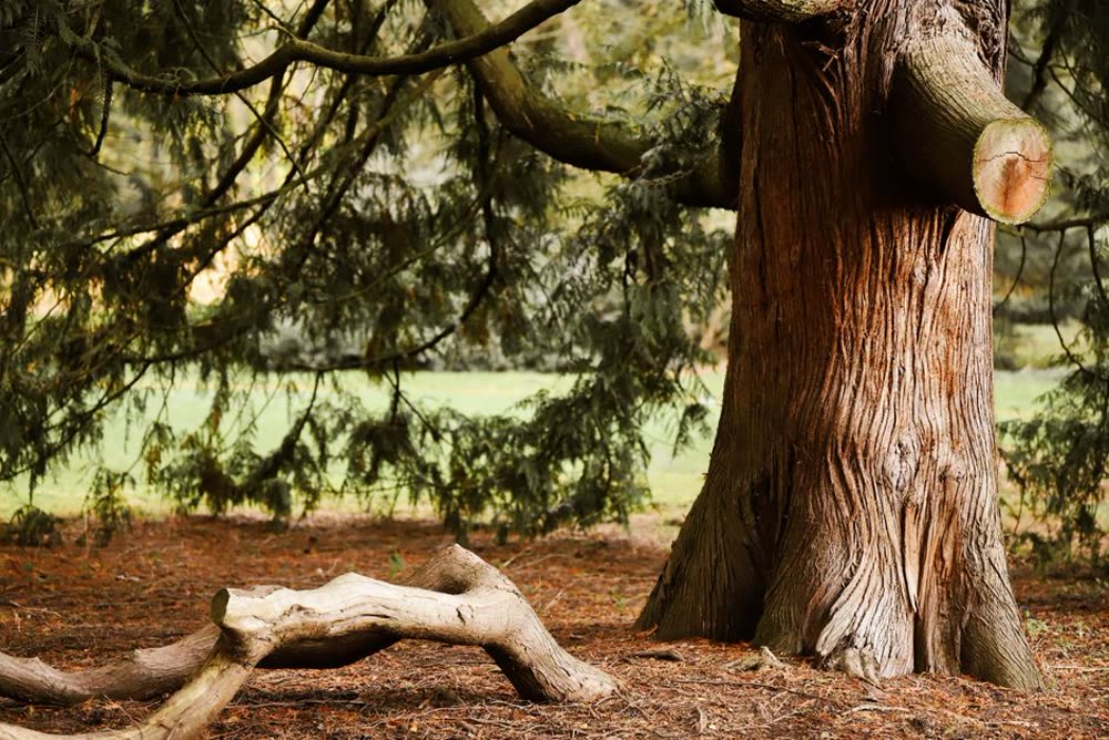 Tree Health & Cabling